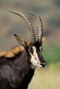 African Sable Antelope Portrait Journal - 150 Page Lined Notebook/Diary (Paperback) - Cs Creations Photo