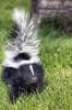 A Black and White Baby Skunk in the Grass Journal - 150 Page Lined Notebook/Diary (Paperback) - Cs Creations Photo