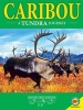 Caribou - A Tundra Journey (Paperback) - Rebecca E Hirsch Photo