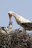 Mama Stork Feeding the Babies in the Nest - Blank 150 Page Lined Journal for Your Thoughts, Ideas, and Inspiration (Paperback) - Unique Journal Photo