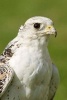 A White Gyrfalcon Portrait Journal - 150 Page Lined Notebook/Diary (Paperback) - Cs Creations Photo