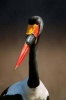 Say Hello to the Saddle-Billed Stork Journal - 150 Page Lined Notebook/Diary (Paperback) - Cool Image Photo