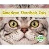 American Shorthair Cats (Hardcover) - Grace Hansen Photo