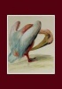 Carnet Blanc, Pelican (French, Paperback) -  Photo