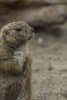 Prairie Dog on Guard Duty - Blank 150 Page Lined Journal for Your Thoughts, Ideas, and Inspiration (Paperback) - Unique Journal Photo