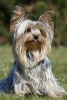 Yorkshire Terrier -  Journal/Notebook/Diary 160 Pages (Paperback) - Artified Pets Photo