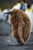 An Oakum Boy Juvenile King Penguin Journal - 150 Page Lined Notebook/Diary (Paperback) - Cs Creations Photo