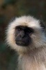 Gray Langur Monkey Portrait Journal - 150 Page Lined Notebook/Diary (Paperback) - Cs Creations Photo