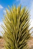 A Yucca Desert Plant Journal - 150 Page Lined Notebook/Diary (Paperback) - Cs Creations Photo