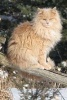 Norwegian Forest Cat Journal - 150 Page Lined Notebook/Diary (Paperback) - Cs Creations Photo