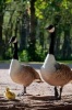 Two Adult Canada Geese with Their Baby Gosling Journal - 150 Page Lined Notebook/Diary (Paperback) - Cs Creations Photo