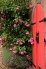 A Red Door and Pink Garden Roses - Blank 150 Page Lined Journal for Your Thoughts, Ideas, and Inspiration (Paperback) - Unique Journal Photo