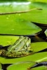 A Frog Resting on a Lily Pad, for the Love of Animals - Blank 150 Page Lined Journal for Your Thoughts, Ideas, and Inspiration (Paperback) - Unique Journal Photo