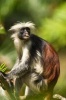 Zanzibar Red Colobus Monkey Journal - 150 Page Lined Notebook/Diary (Paperback) - Cool Image Photo