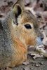 Website Password Organizer Patagonian Mara Hare Profile - Password/Login/Website Keeper/Organizer Never Worry about Forgetting Your Website Password or Login Again! (Paperback) - Unique Journal Photo