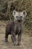 The Hyena Cub Journal - 150 Page Lined Notebook/Diary (Paperback) - Cool Image Photo