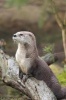 Northern River Otter Journal - 150 Page Lined Notebook/Diary (Paperback) - Cool Image Photo