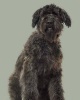 Bouvier Des Flandres -  Journal/Notebook/Diary, 8" and 10" and 160 (Paperback) - Artified Pets Photo