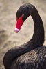 A Black Swan ( Cygnus Atratus) Portrait Journal - 150 Page Lined Notebook/Diary (Paperback) - Cs Creations Photo