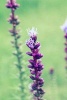 Liatris Spicata Dense Blazing Star Flowering Plant Journal - 150 Page Lined Notebook/Diary (Paperback) - Cs Creations Photo