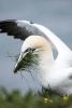 Gannet Putting Together a Nest by the Shore - Blank 150 Page Lined Journal for Your Thoughts, Ideas, and Inspiration (Paperback) - Unique Journal Photo