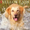 Just Yellow Labs (Calendar) - Willow Creek Press Photo