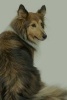 Shetland Sheepdog -  Journal/Notebook/Diary, 160 Pages (Paperback) - Artified Pets Photo