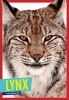 Lynx (Paperback) - Arnold Ringstad Photo