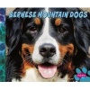 Bernese Mountain Dogs (Hardcover) - Allan Morey Photo