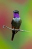 Purple-Throated Woodstar (Calliphlox Mitchellii) Journal - 150 Page Lined Notebook/Diary (Paperback) - Cool Image Photo