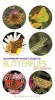 Pocket Guide to Butterflies (Paperback) - Bob Gibbons Photo