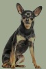 German Pinscher -  Journal/Notebook/Diary, 6" by 9" and 160 Pages (Paperback) - Artified Pets Photo