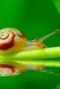 A Snail Crawling on a Twig Just Above the Water - Blank 150 Page Lined Journal for Your Thoughts, Ideas, and Inspiration (Paperback) - Unique Journal Photo