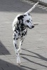 Happy Dalmatian Dog Going for a Walk Journal - 150 Page Lined Notebook/Diary (Paperback) - Cs Creations Photo