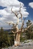 Bristle Cone Pine Tree on a Ridge Journal - 150 Page Lined Notebook/Diary (Paperback) - Cool Image Photo