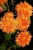 Orange Mums Autumn Flower Journal - 150 Page Lined Notebook/Diary (Paperback) - Cs Creations Photo