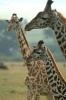 A Trio of Giraffes Journal - 150 Page Lined Notebook/Diary (Paperback) - Cool Image Photo