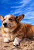 Welsh Corgi Relaxing on the Beach, for the Love of Dogs - Blank 150 Page Lined Journal for Your Thoughts, Ideas, and Inspiration (Paperback) - Unique Journal Photo