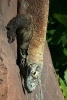 Komodo Dragon Sunning on a Rock - Blank 150 Page Lined Journal for Your Thoughts, Ideas, and Inspiration (Paperback) - Unique Journal Photo