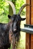 A Billy Goat in the Barn, for the Love of Animals - Blank 150 Page Lined Journal for Your Thoughts, Ideas, and Inspiration (Paperback) - Unique Journal Photo