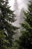 Trees in the Mist - A Forest in British Columbia Canada Journal: 150 Page Lined Notebook/Diary (Paperback) - Cs Creations Photo