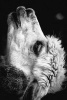 Black and White Profile of an Alpaca - Blank 150 Page Lined Journal for Your Thoughts, Ideas, and Inspiration (Paperback) - Unique Journal Photo