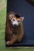 Crowned Lemur Checking You Out Journal - 150 Page Lined Notebook/Diary (Paperback) - Cool Image Photo