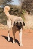 Anatolian Shepherd Dog - Journal/Notebook/Diary 6 X 9 and 160 Pages (Paperback) - Artified Pets Photo