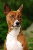 Say Hello to the Basenji Dog Journal - 150 Page Lined Notebook/Diary (Paperback) - Cool Image Photo