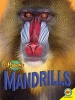 Mandrills (Paperback) - Ruth Daly Photo