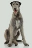 Irish Wolfhound -  Journal/Notebook/Diary, 6" by 9" and 160 Pages (Paperback) - Artified Pets Photo