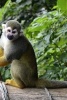 Standing Capuchin Monkey, for the Love of Animals - Blank 150 Page Lined Journal for Your Thoughts, Ideas, and Inspiration (Paperback) - Unique Journal Photo