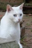 A Beautiful White Cat with Blue Eyes in the Garden - Blank 150 Page Lined Journal for Your Thoughts, Ideas, and Inspiration (Paperback) - Unique Journal Photo