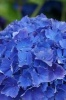 Flower Hydrangea Journal (Paperback) - Dibiasio Publications Photo